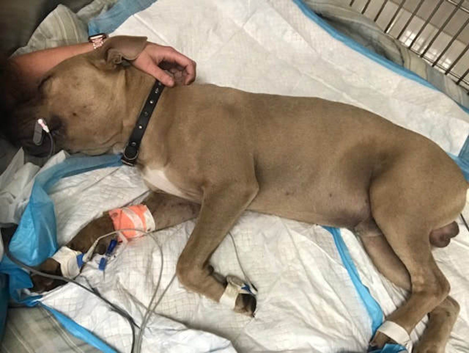 Hero pit bull